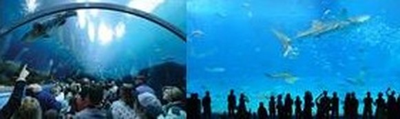 Major public Aquariums