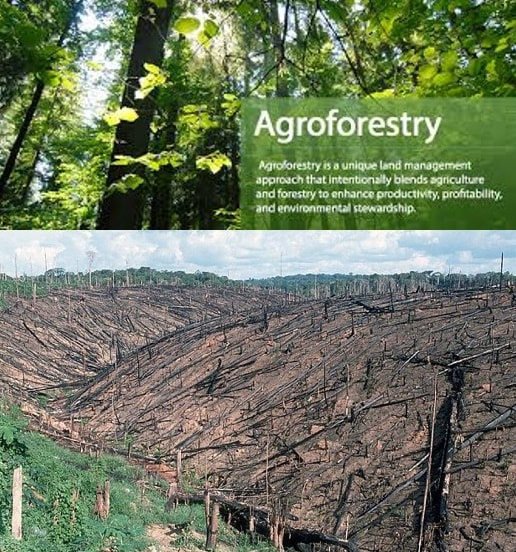 Forestry and its Care and Management, including Combatting the Global Impact of Deforestation