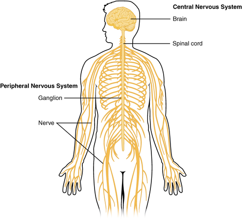 Neuroscience, Neurology and the Central Nervous System