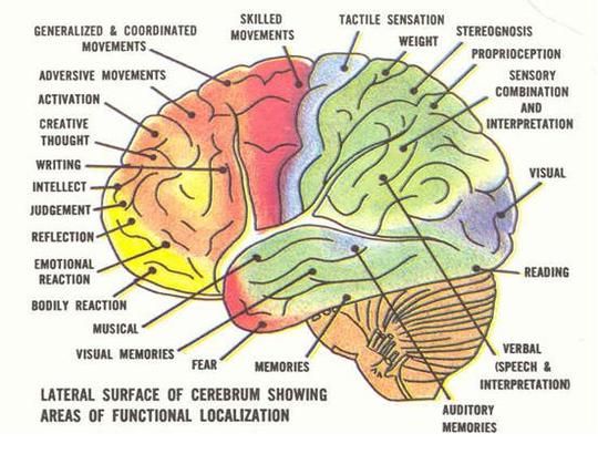 The Human Brain along with Human Behavior