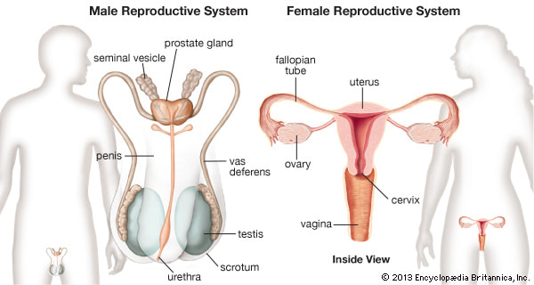 Human Reproduction including the Role of Estrogen an Testosterone