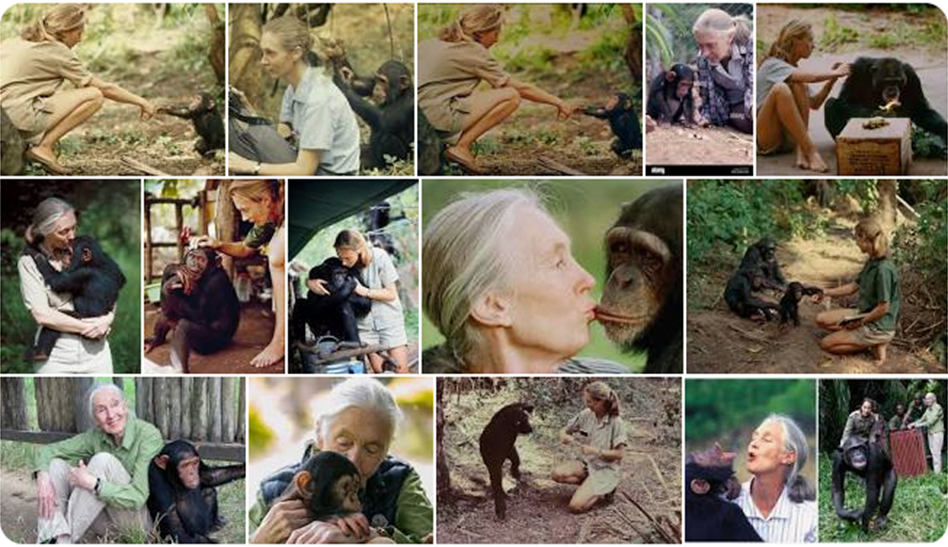 Jane Goodall, Environmentalist