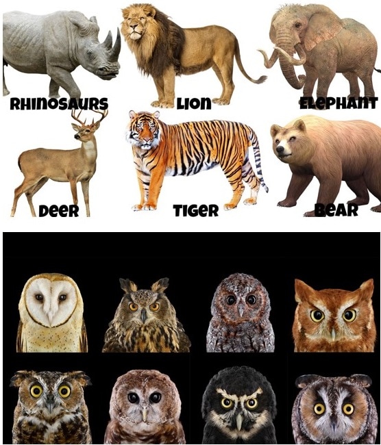 Animals including a List of Animals