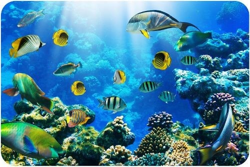 Aquatic Animals as well as Marine Life