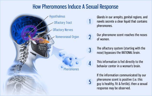 Human Sex Pheromones