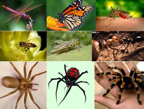 Insects including a List