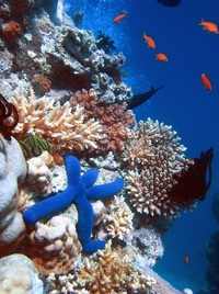 Conservation of Marine (Oceans) Ecosystems