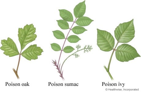 List of Poisonous Plants