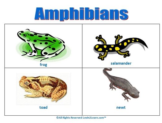 Amphibians including a List