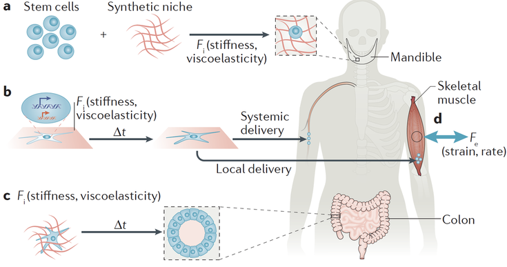 Regenerative Medicine including Tissue Engineering
