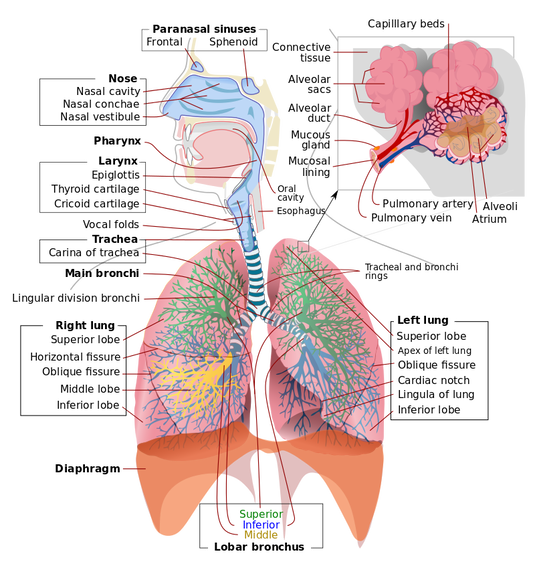 Human Respiratory system