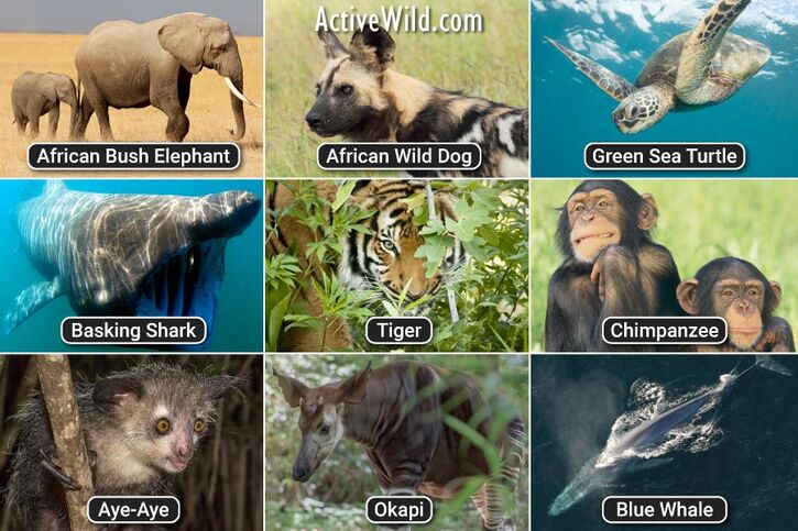 Wildlife, including a List of Endangered Species